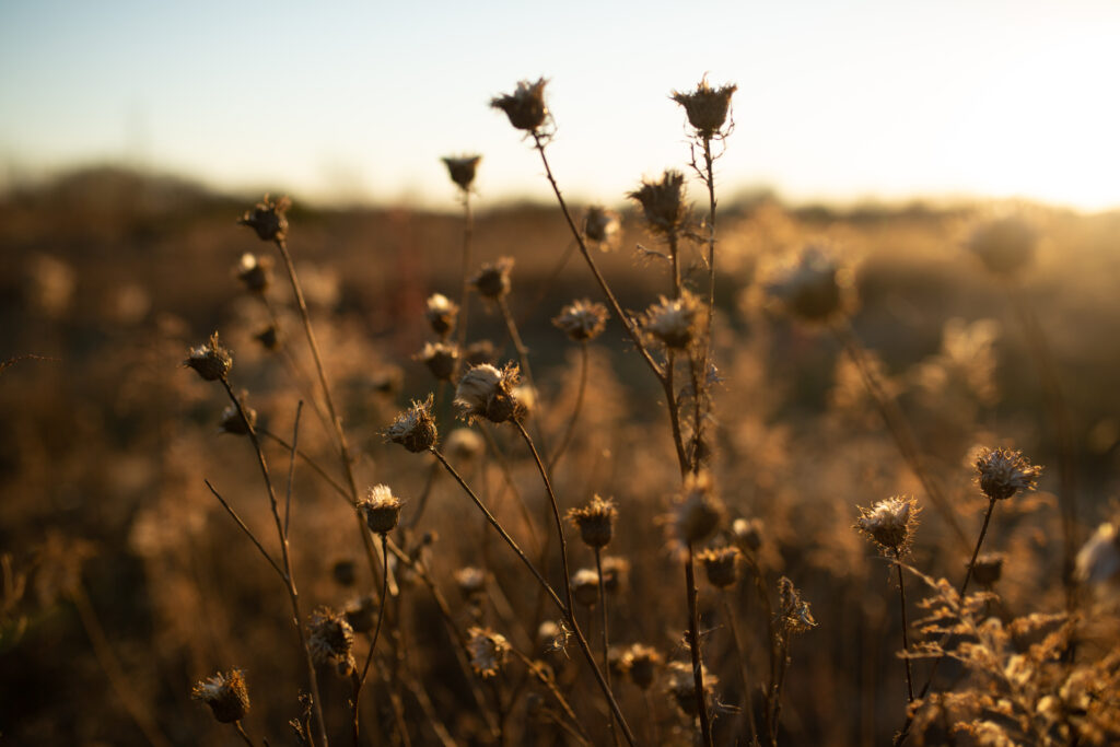 closes up image of a dried flower pod in a field of dried flower pods, in the early evening sun of the fall season. 