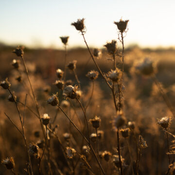 closes up image of a dried flower pod in a field of dried flower pods, in the early evening sun of the fall season.