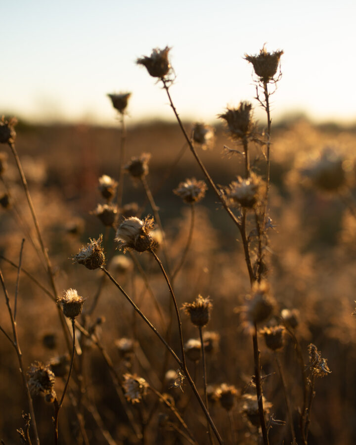 closes up image of a dried flower pod in a field of dried flower pods, in the early evening sun of the fall season.